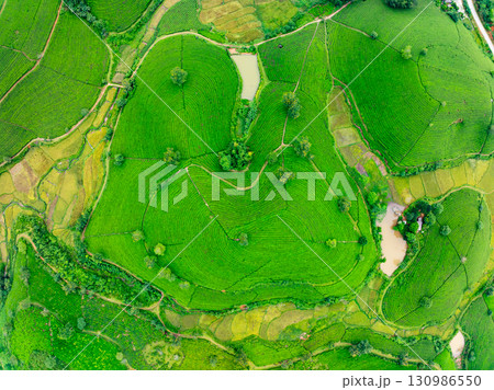 High angle view Rows of growing tea plantation at Long Coc mountains, Phu Tho province,Texture of Green tea leaf in northern Vietnam 130986550