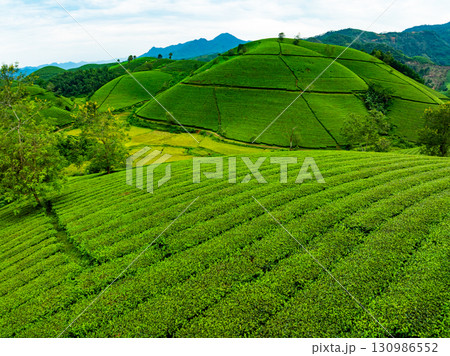 High angle view Rows of growing tea plantation at Long Coc mountains, Phu Tho province,Texture of Green tea leaf in northern Vietnam 130986552