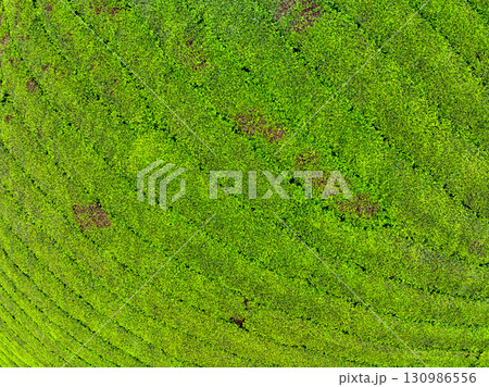 High angle view Rows of growing tea plantation at Long Coc mountains, Phu Tho province,Texture of Green tea leaf in northern Vietnam 130986556