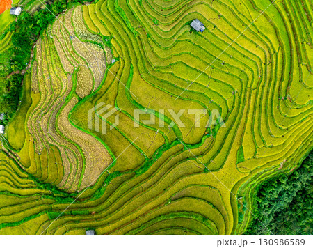 Aerial top view Rice fields on terrace northern Vietnam, Rice fields prepare the harvest at northwest vietnam,Wide angle view 130986589