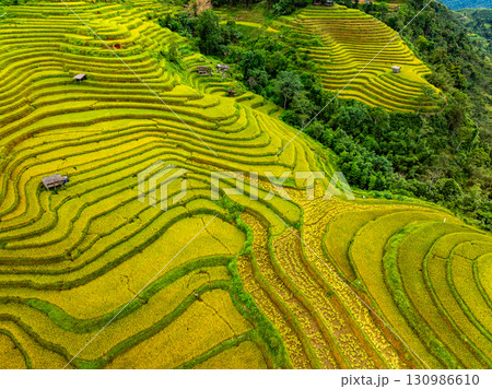 Aerial top view Rice fields on terrace northern Vietnam, Rice fields prepare the harvest at northwest vietnam,Wide angle view Aerial top view Rice fields on terrace northern Vietnam, Rice fields prepare the harvest at northwest vietnam,Wide angle view 130986610