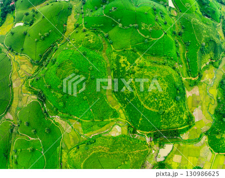 High angle view Rows of growing tea plantation at Long Coc mountains, Phu Tho province,Texture of Green tea leaf in northern Vietnam High angle view Rows of growing tea plantation at Long Coc mountains, Phu Tho province,Texture of Green tea leaf in northern Vietnam 130986625