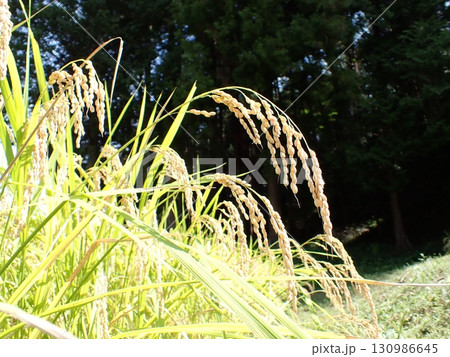 林縁の田んぼに実った稲穂 130986645