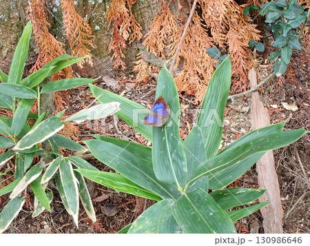 ササの葉にとまる紫色の翅をもつ蝶（ムラサキシジミ） 130986646