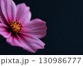 Pink Cosmos Flower Close-Up 130986777