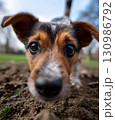 Close-up of a Jack Russell Terrier's Face 130986792
