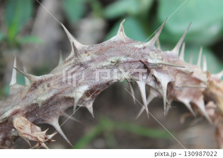 Sharp thorns image with selective focus 130987022