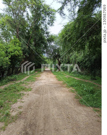 A picture of way in forest 130987069