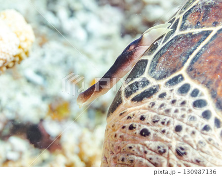 アオウミガメ。頭にウミウシを乗せていた。ダイバーもいる。美しいサンゴ礁と熱帯魚の群れ。 沖縄県島尻郡 130987136