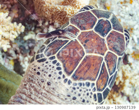 アオウミガメ。頭にウミウシを乗せていた。ダイバーもいる。美しいサンゴ礁と熱帯魚の群れ。 沖縄県島尻郡 130987139