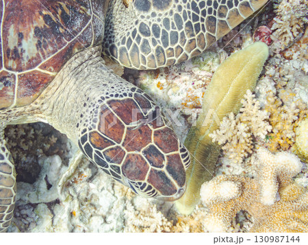 アオウミガメ。頭にウミウシを乗せていた。ダイバーもいる。美しいサンゴ礁と熱帯魚の群れ。 沖縄県島尻郡 130987144