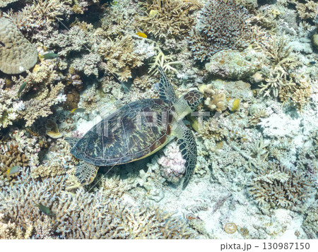 アオウミガメ。頭にウミウシを乗せていた。ダイバーもいる。美しいサンゴ礁と熱帯魚の群れ。 沖縄県島尻郡 130987150