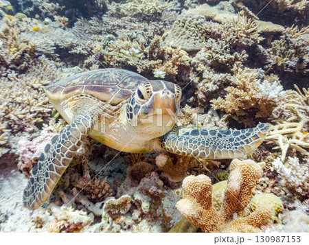 アオウミガメ。頭にウミウシを乗せていた。ダイバーもいる。美しいサンゴ礁と熱帯魚の群れ。 沖縄県島尻郡 アオウミガメ。頭にウミウシを乗せていた。ダイバーもいる。美しいサンゴ礁と熱帯魚の群れ。 沖縄県島尻郡 130987153