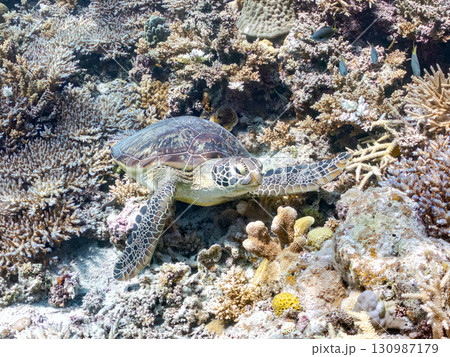 アオウミガメ。頭にウミウシを乗せていた。ダイバーもいる。美しいサンゴ礁と熱帯魚の群れ。 沖縄県島尻郡 アオウミガメ。頭にウミウシを乗せていた。ダイバーもいる。美しいサンゴ礁と熱帯魚の群れ。 沖縄県島尻郡 130987179