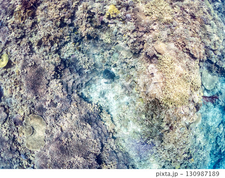 アオウミガメ。頭にウミウシを乗せていた。ダイバーもいる。美しいサンゴ礁と熱帯魚の群れ。 沖縄県島尻郡 アオウミガメ。頭にウミウシを乗せていた。ダイバーもいる。美しいサンゴ礁と熱帯魚の群れ。 沖縄県島尻郡 130987189