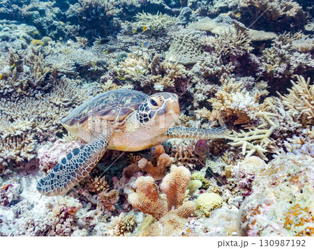 アオウミガメ。頭にウミウシを乗せていた。ダイバーもいる。美しいサンゴ礁と熱帯魚の群れ。 沖縄県島尻郡 130987192