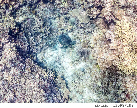 アオウミガメ。頭にウミウシを乗せていた。ダイバーもいる。美しいサンゴ礁と熱帯魚の群れ。 沖縄県島尻郡 130987198