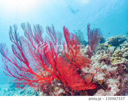 豪華な赤いイソバナの群生他 美しいサンゴ礁と熱帯魚の群れ。 沖縄県島尻郡慶良間諸島座間味島嘉比島 130987337