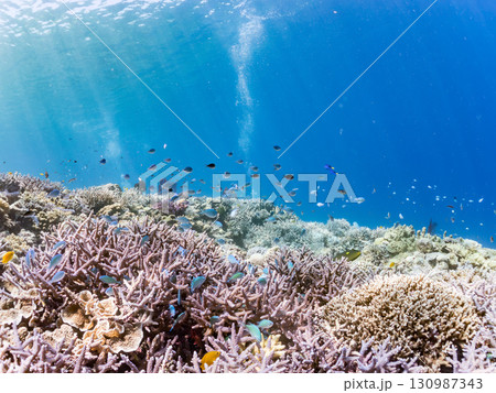 ナンヨウハギの群れと豪華な赤いイソバナの群生他 美しいサンゴ礁と熱帯魚の群れ。 沖縄県島尻郡慶良間諸 130987343