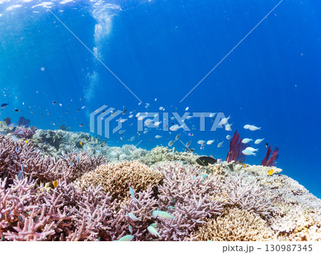 ナンヨウハギの群れと豪華な赤いイソバナの群生他 美しいサンゴ礁と熱帯魚の群れ。 沖縄県島尻郡慶良間諸 ナンヨウハギの群れと豪華な赤いイソバナの群生他 美しいサンゴ礁と熱帯魚の群れ。 沖縄県島尻郡慶良間諸 130987345