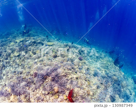 ナンヨウハギの群れと豪華な赤いイソバナの群生他 美しいサンゴ礁と熱帯魚の群れ。 沖縄県島尻郡慶良間諸 130987349