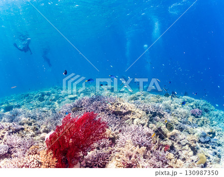 ナンヨウハギの群れと豪華な赤いイソバナの群生他 美しいサンゴ礁と熱帯魚の群れ。 沖縄県島尻郡慶良間諸 130987350