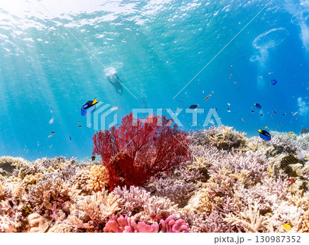 ナンヨウハギの群れと豪華な赤いイソバナの群生他 美しいサンゴ礁と熱帯魚の群れ。 沖縄県島尻郡慶良間諸 ナンヨウハギの群れと豪華な赤いイソバナの群生他 美しいサンゴ礁と熱帯魚の群れ。 沖縄県島尻郡慶良間諸 130987352