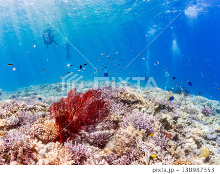 ナンヨウハギの群れと豪華な赤いイソバナの群生他 美しいサンゴ礁と熱帯魚の群れ。 沖縄県島尻郡慶良間諸 130987353
