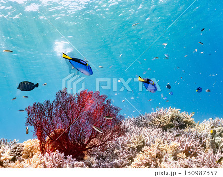 ナンヨウハギの群れと豪華な赤いイソバナの群生他 美しいサンゴ礁と熱帯魚の群れ。 沖縄県島尻郡慶良間諸 130987357