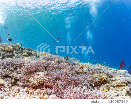 ナンヨウハギの群れと豪華な赤いイソバナの群生他 美しいサンゴ礁と熱帯魚の群れ。 沖縄県島尻郡慶良間諸 130987359