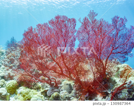 豪華な赤いイソバナの群生他 美しいサンゴ礁と熱帯魚の群れ。 沖縄県島尻郡慶良間諸島座間味島嘉比島 豪華な赤いイソバナの群生他 美しいサンゴ礁と熱帯魚の群れ。 沖縄県島尻郡慶良間諸島座間味島嘉比島 130987364