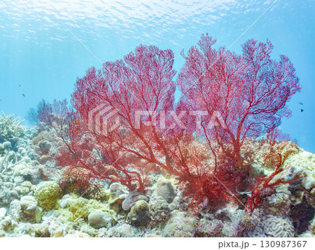 豪華な赤いイソバナの群生他 美しいサンゴ礁と熱帯魚の群れ。 沖縄県島尻郡慶良間諸島座間味島嘉比島 130987367