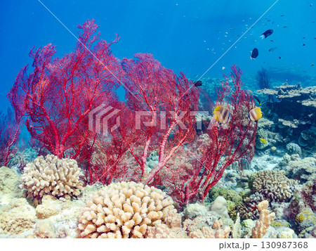 豪華な赤いイソバナの群生他 美しいサンゴ礁と熱帯魚の群れ。 沖縄県島尻郡慶良間諸島座間味島嘉比島 130987368