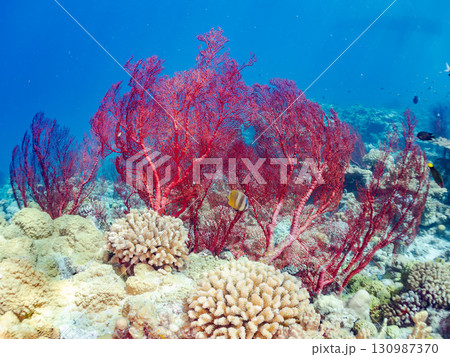 豪華な赤いイソバナの群生他 美しいサンゴ礁と熱帯魚の群れ。 沖縄県島尻郡慶良間諸島座間味島嘉比島 130987370