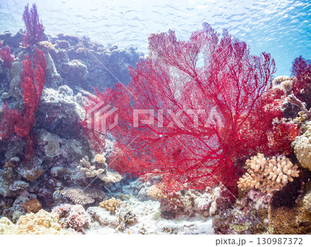 豪華な赤いイソバナの群生他 美しいサンゴ礁と熱帯魚の群れ。 沖縄県島尻郡慶良間諸島座間味島嘉比島 130987372
