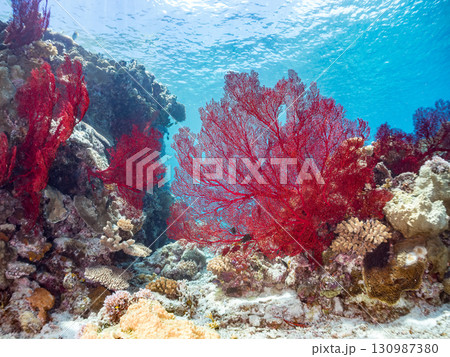 豪華な赤いイソバナの群生他 美しいサンゴ礁と熱帯魚の群れ。 沖縄県島尻郡慶良間諸島座間味島嘉比島 豪華な赤いイソバナの群生他 美しいサンゴ礁と熱帯魚の群れ。 沖縄県島尻郡慶良間諸島座間味島嘉比島 130987380