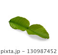 Young green kaffir lime leaves on white background. 130987452