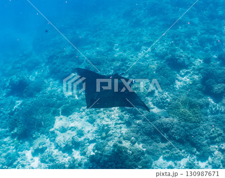4m以上ある巨大なナンヨウマンタ 美しいサンゴ礁と熱帯魚の群れ。 沖縄県島尻郡慶良間諸島座間味島嘉比 130987671