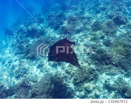 4m以上ある巨大なナンヨウマンタ 美しいサンゴ礁と熱帯魚の群れ。 沖縄県島尻郡慶良間諸島座間味島嘉比 130987672
