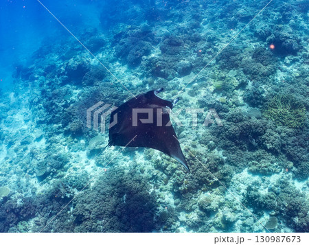 4m以上ある巨大なナンヨウマンタ 美しいサンゴ礁と熱帯魚の群れ。 沖縄県島尻郡慶良間諸島座間味島嘉比 130987673