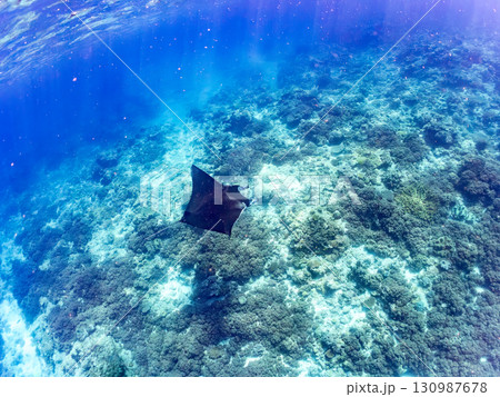 4m以上ある巨大なナンヨウマンタ 美しいサンゴ礁と熱帯魚の群れ。 沖縄県島尻郡慶良間諸島座間味島嘉比 130987678
