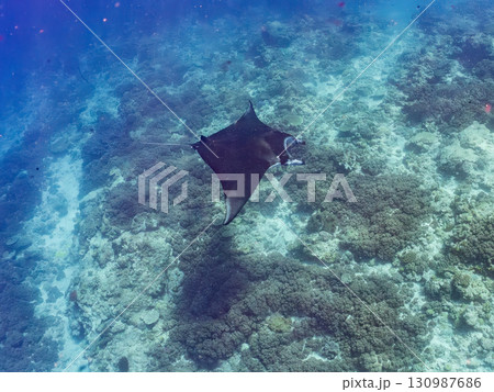 4m以上ある巨大なナンヨウマンタ 美しいサンゴ礁と熱帯魚の群れ。 沖縄県島尻郡慶良間諸島座間味島嘉比 130987686