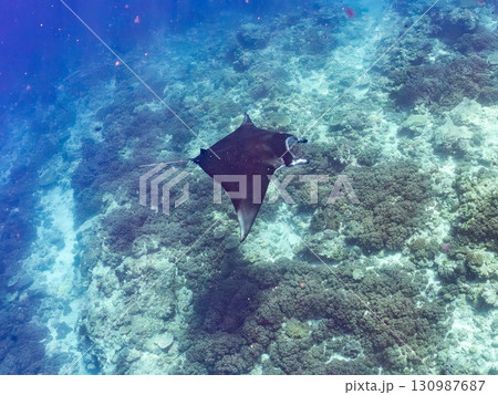4m以上ある巨大なナンヨウマンタ 美しいサンゴ礁と熱帯魚の群れ。 沖縄県島尻郡慶良間諸島座間味島嘉比 130987687