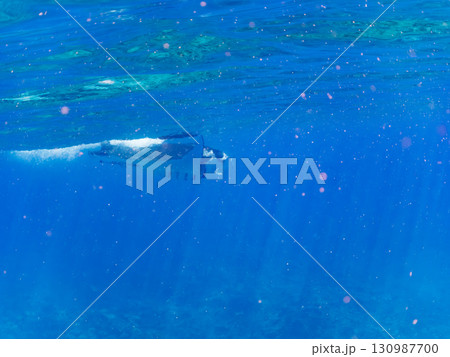 4m以上ある巨大なナンヨウマンタ 美しいサンゴ礁と熱帯魚の群れ。 沖縄県島尻郡慶良間諸島座間味島嘉比 130987700