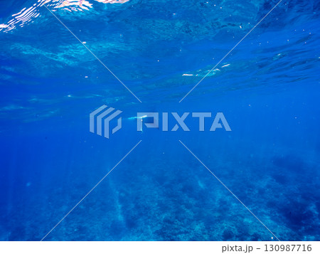 4m以上ある巨大なナンヨウマンタ 美しいサンゴ礁と熱帯魚の群れ。 沖縄県島尻郡慶良間諸島座間味島嘉比 130987716