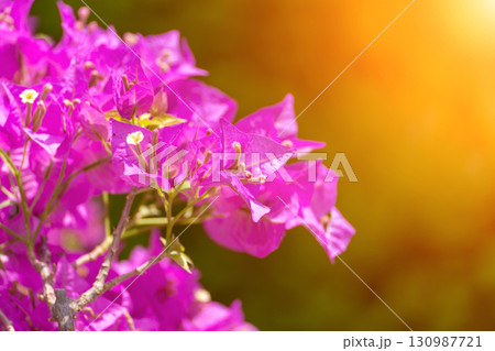 Bougainvillea glabram flower, paperflower. Beautiful magenta bougainvillea tree on sunny spring day Bougainvillea glabram flower, paperflower. Beautiful magenta bougainvillea tree on sunny spring day 130987721