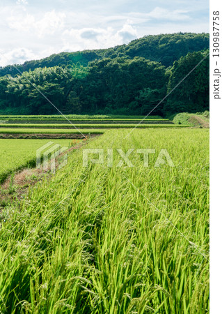 田舎・水田・農地イメージ 田舎・水田・農地イメージ 130987758