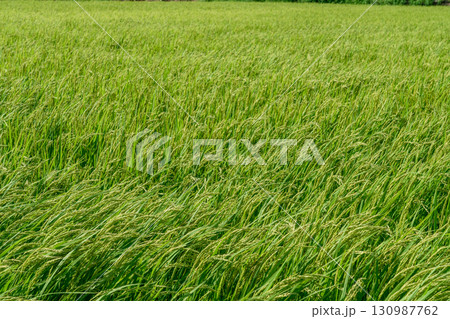 田舎・水田・農地イメージ 130987762