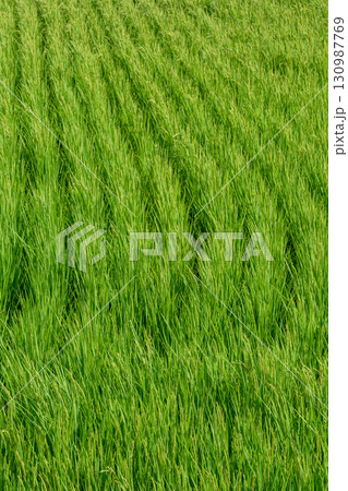 田舎・水田・農地イメージ 田舎・水田・農地イメージ 130987769