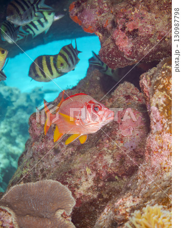 水中洞窟の美しいトガリエビス（イットウダイ科）他美しいサンゴ礁と熱帯魚の群れ。 沖縄県島尻郡慶良間諸 130987798